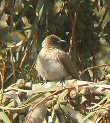 Common Bulbul
